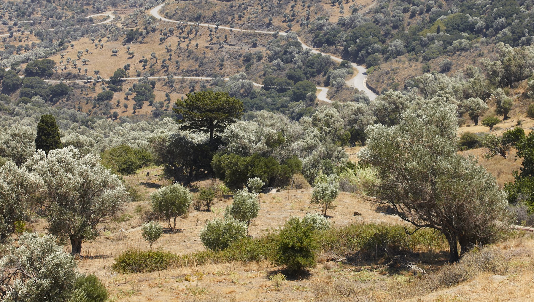 Θρίλερ στα Χανιά: Ανθρώπινος σκελετός βρέθηκε σε χωράφι