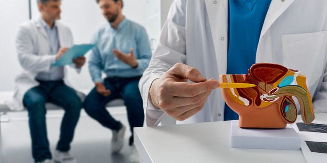 Ανατομικό μοντέλο του ανδρικού αναπαραγωγικού συστήματος