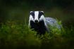 Σέρρες: Κουνάβι προκάλεσε μπλακ άουτ σε τμήμα της πόλης