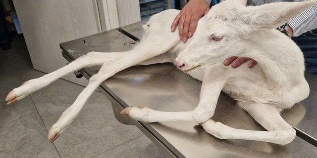 Ημαθία: Σπάνιο λευκό ζαρκάδι παρασύρθηκε από αυτοκίνητο και επέζησε