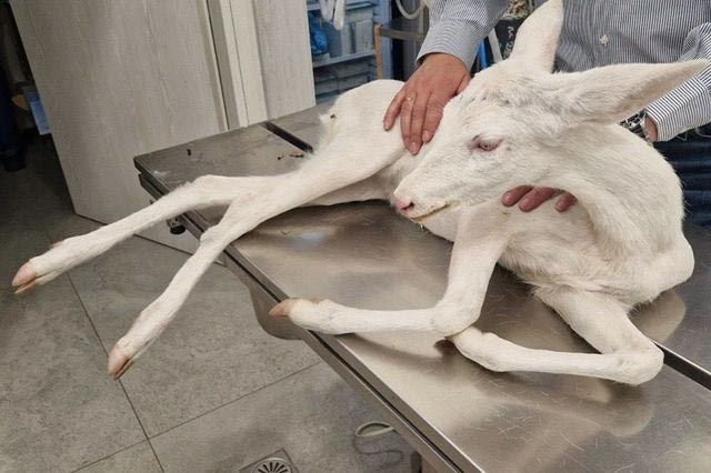 Ημαθία: Σπάνιο λευκό ζαρκάδι παρασύρθηκε από αυτοκίνητο και επέζησε