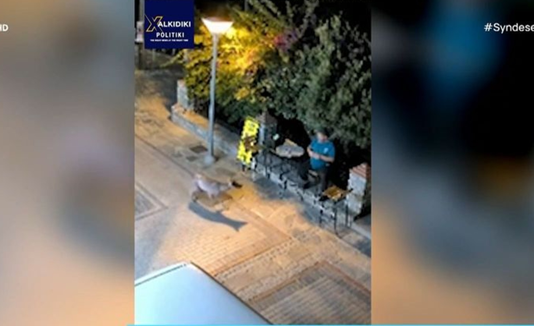 Νικήτη Χαλκιδικής: Άγριο ζώο πλησίασε κάτοικο σε απόσταση αναπνοής – Βίντεο