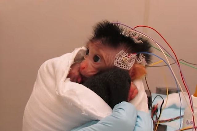 Η PETA δημοσίευσε βίντεο με πειράματα σε νεογέννητα πιθηκάκια στο Πανεπιστήμιο της Ουάσιγκτον