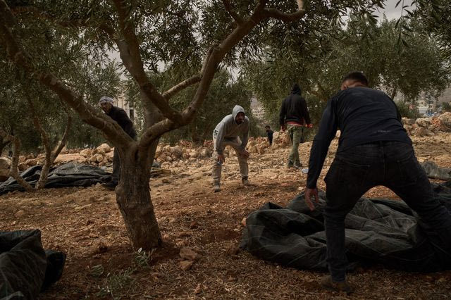 Παλαιστίνιοι προσπαθούν να μαζέψουν τις ελιές στη Δυτική Όχθη, εν μέσω πογκρόμ ισραηλινών εποίκων