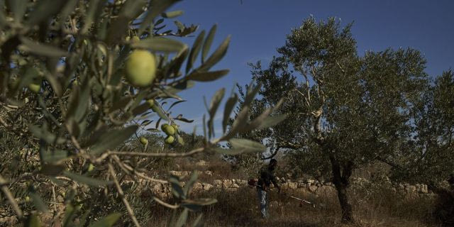 Δυτική Οχθη: Ισραηλινοί στρατιώτες βοήθησαν εποίκους να καταλάβουν ελαιώνες Παλαιστινίων
