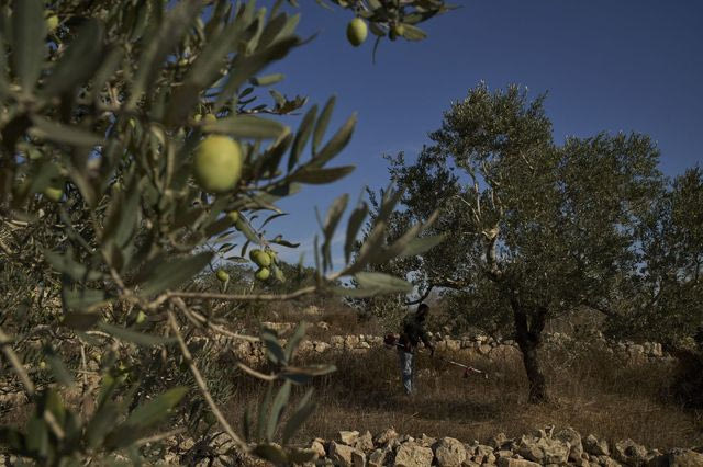 Δυτική Οχθη: Ισραηλινοί στρατιώτες βοήθησαν εποίκους να καταλάβουν ελαιώνες Παλαιστινίων